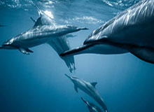 u8体育直播-字母哥把话挑明:100%留队,但Doc Rivers得先滚